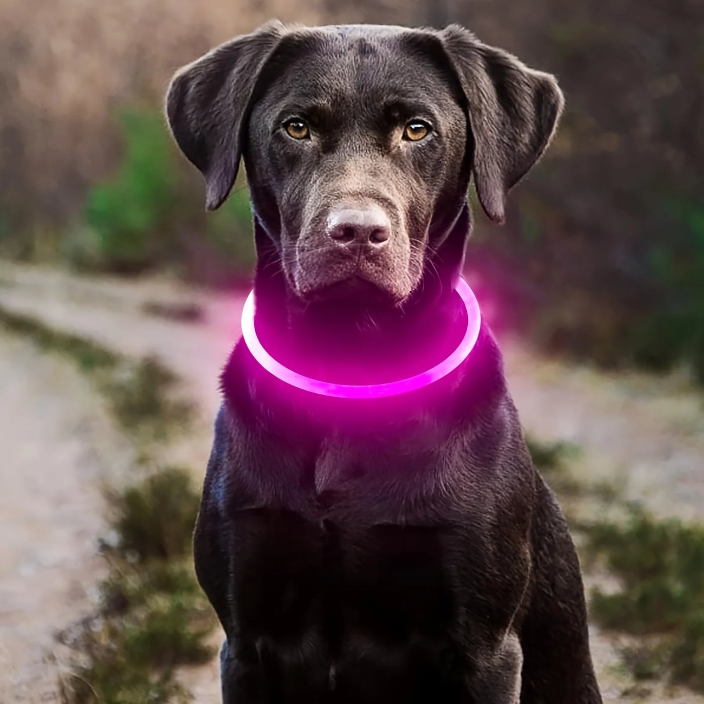 Pet Dog LED Light Collar Luminous Rechargeable Dog Necklace Collar