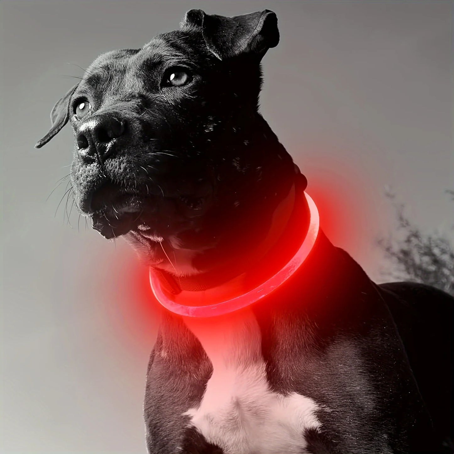 Pet Dog LED Light Collar Luminous Rechargeable Dog Necklace Collar